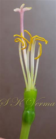  Flower with perianth removed-Stamens 7, stigma 3-fid